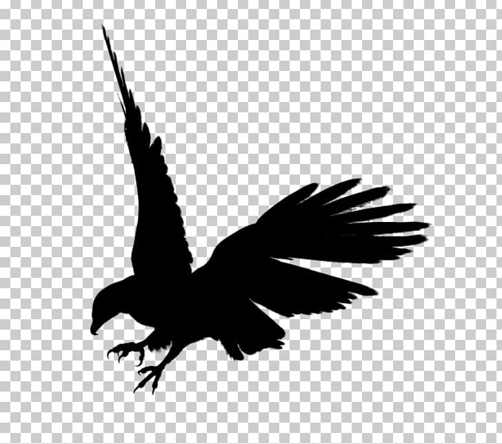 Bald Eagle Black Eagle PNG, Clipart, Animallover, Animals, Beak, Bird, Bird Of Prey Free PNG Download