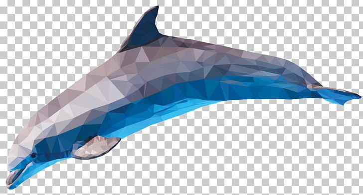 Common Bottlenose Dolphin Short-beaked Common Dolphin Tucuxi Rough-toothed Dolphin PNG, Clipart, Animals, Bottlenose Dolphin, Common Bottlenose Dolphin, Dolphin, F 3 Free PNG Download