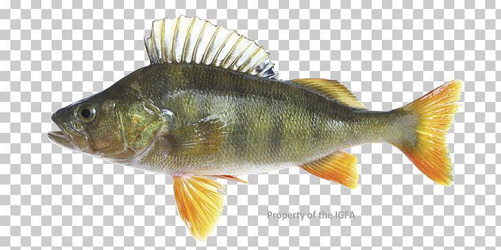 Northern Pike Yellow Perch European Perch Zander Fish PNG, Clipart, Barramundi, Bony Fish, Common Rudd, Dorsal Fin, European Perch Free PNG Download