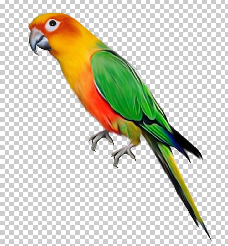 Parrot Bird PNG, Clipart, Animals, Beak, Bluecollared Parrot, Christmas Decoration, Color Powder Free PNG Download