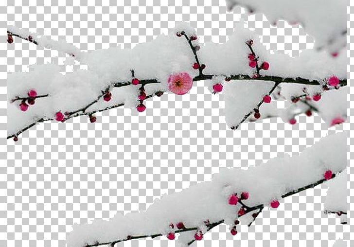 Snow Plum Blossom Ud5a5uae30ub098ub294 Ud3b8uc9c0 Food Daum PNG, Clipart, Blog, Blossom, Blossoms, Branch, Branches Free PNG Download