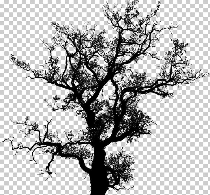 Tree Drawing Silhouette Oak PNG, Clipart, Black And White, Branch, Drawing, Maple, Monochrome Free PNG Download