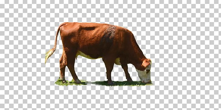 White Park Cattle Betsy The Cow Dairy Cattle PNG, Clipart, Animals, Betsy The Cow, Bison, Bull, Cattle Free PNG Download