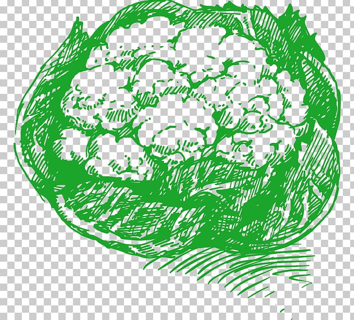 Cauliflower Drawing Vegetable Illustration PNG, Clipart, Abstract, Abstract Background, Abstract Lines, Cauliflower, Cauliflower Vector Free PNG Download