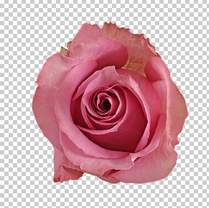 Cut Flowers Centifolia Roses Garden Roses Plant Floribunda PNG, Clipart, Centifolia Roses, Cut Flowers, Dahlia, Floribunda, Flower Free PNG Download