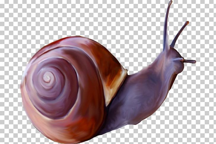Snail Insect PNG, Clipart, Animal, Animals, Euclidean Vector, Gastropods, Hand Free PNG Download