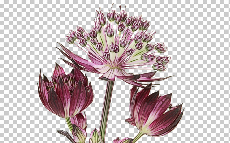 Cut Flowers Plant Stem Petal Purple Flower PNG, Clipart, Biology, Cut Flowers, Flower, Paint, Petal Free PNG Download