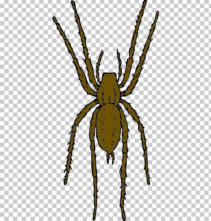 Brown Recluse Spider PNG, Clipart, Arachnid, Arthropod, Brown Recluse Spider, European Garden Spider, Free Content Free PNG Download