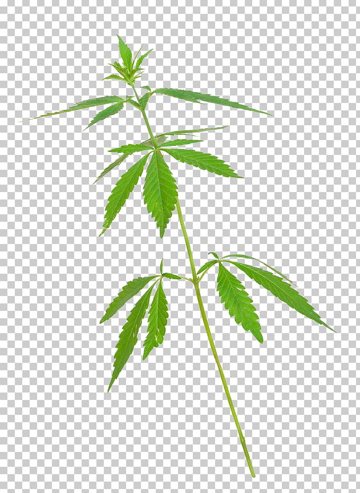 Cannabis Marijuana Stock Photography Hashish PNG, Clipart, Banana Leaves, Branch, Cannabis Leaves, Cannabis Smoking, Drug Free PNG Download