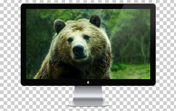 Giant Panda American Black Bear Polar Bear Red Panda Grizzly Bear PNG, Clipart, American Black Bear, Animal, Animals, Apple Cinema Display, Bear Free PNG Download
