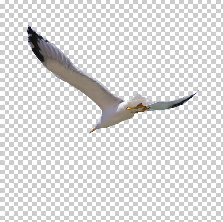 Bird Flight Wing PNG, Clipart, Adobe Illustrator, Animals, Beak, Bird, Bird Cage Free PNG Download