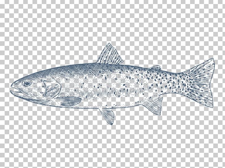 Coho Salmon Cutthroat Trout Rainbow Trout Oily Fish PNG, Clipart, Bony Fish, Coho, Coho Salmon, Cutthroat Trout, Fish Free PNG Download