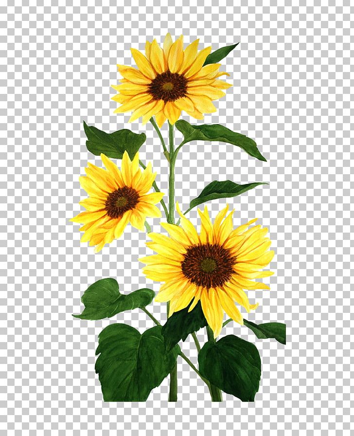 Common Sunflower Watercolor Painting PNG, Clipart, Annual Plant, Canvas, Daisy Family, Encapsulated Postscript, Flower Free PNG Download