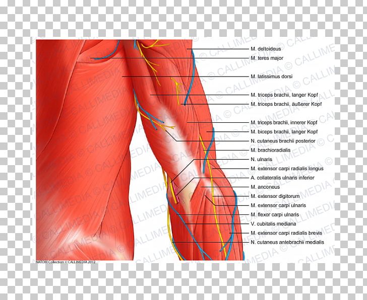 Elbow Coronal Plane Ulnar Nerve Muscle Anatomy PNG, Clipart, Abdomen, Anatomy, Anconeus Muscle, Arm, Blood Vessel Free PNG Download