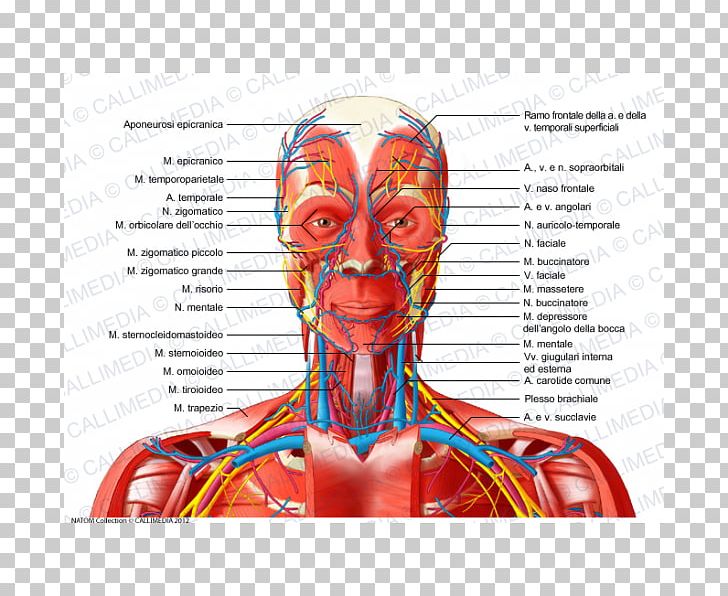 Head And Neck Anatomy Anterior Triangle Of The Neck Blood Vessel Nerve PNG, Clipart, Anterior Triangle Of The Neck, Artery, Blood Vessel, Cervical Plexus, Cranial Nerves Free PNG Download