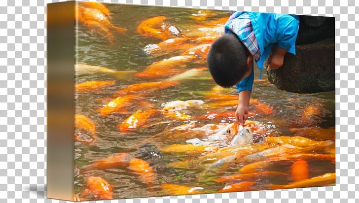 Koi China Water Blanket Canvas PNG, Clipart, Blanket, Cafepress, Canvas, China, Feeder Fish Free PNG Download