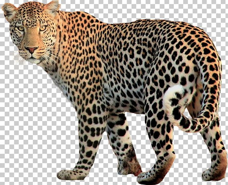 Leopard PNG, Clipart, Leopard Free PNG Download