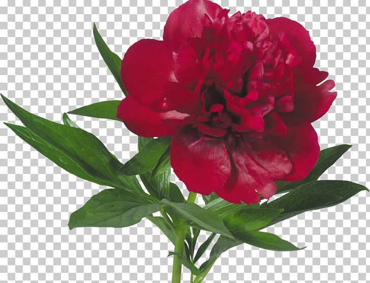 Peony Flower Bouquet Paeonia Mascula Tree Peonies PNG, Clipart, Annual Plant, Artikel, Blossom, Carnation, Cut Flowers Free PNG Download