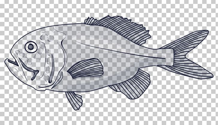 Deep Sea Fish Orange Roughy Blue Grenadier Species PNG, Clipart, Animal, Animal Figure, Animals, Blue Grenadier, Deep Sea Fish Free PNG Download