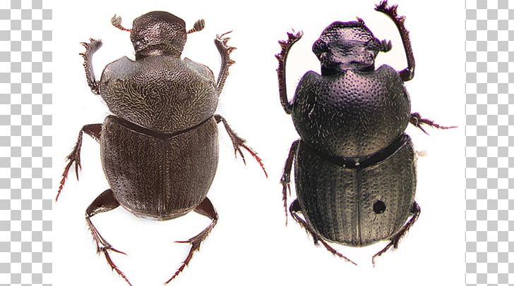 Dung Beetle Weevil Scarab Pest PNG, Clipart, Animal, Arthropod, Beetle, Dung Beetle, Insect Free PNG Download