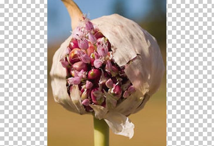 Garlic Seed Ramsons Bulb Seasoning PNG, Clipart,  Free PNG Download