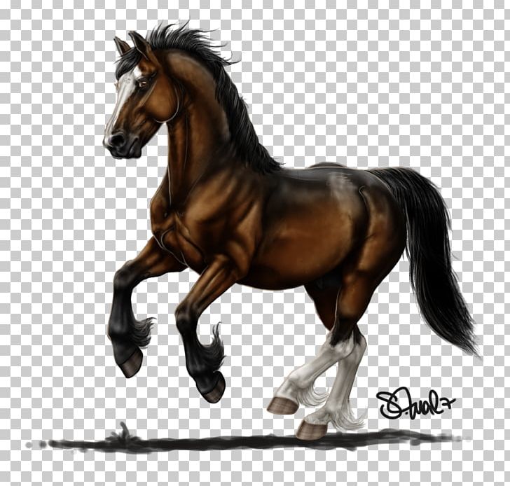 Mane Mustang Stallion Mare Bridle PNG, Clipart, Ambassador, Bridle, English Riding, Equestrian, Halter Free PNG Download