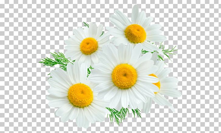 Roman Chamomile German Chamomile Margarita Aufguss PNG, Clipart, Aromatherapy, Aufguss, Camomile, Chamaemelum Nobile, Chamomile Free PNG Download