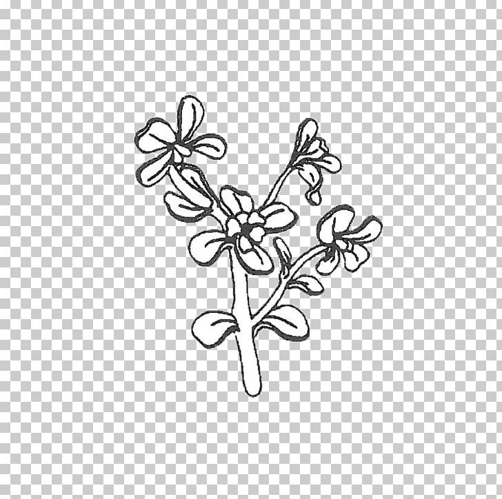 Common Purslane Hyötykasviyhdistys Ry Plants Vitamin C Symmetry PNG, Clipart, Angle, Black And White, Branch, Common Purslane, Drawing Free PNG Download