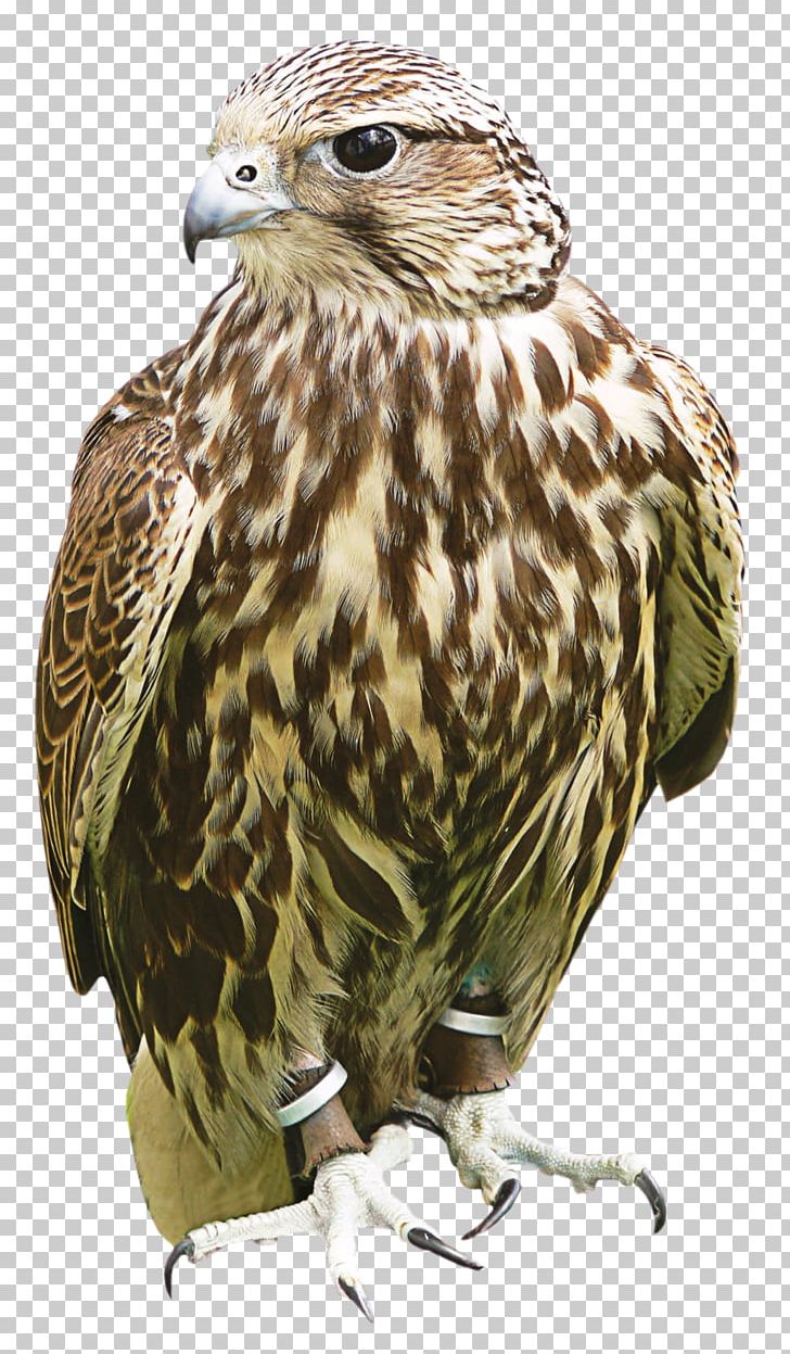 Hawk Owl Buzzard Fauna Beak PNG, Clipart, Animals, Beak, Bird, Bird Of Prey, Buzzard Free PNG Download