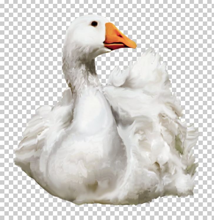 Little Yellow Duck Project PNG, Clipart, Akitaclub, American Pekin, Amor, Animallover, Animals Free PNG Download