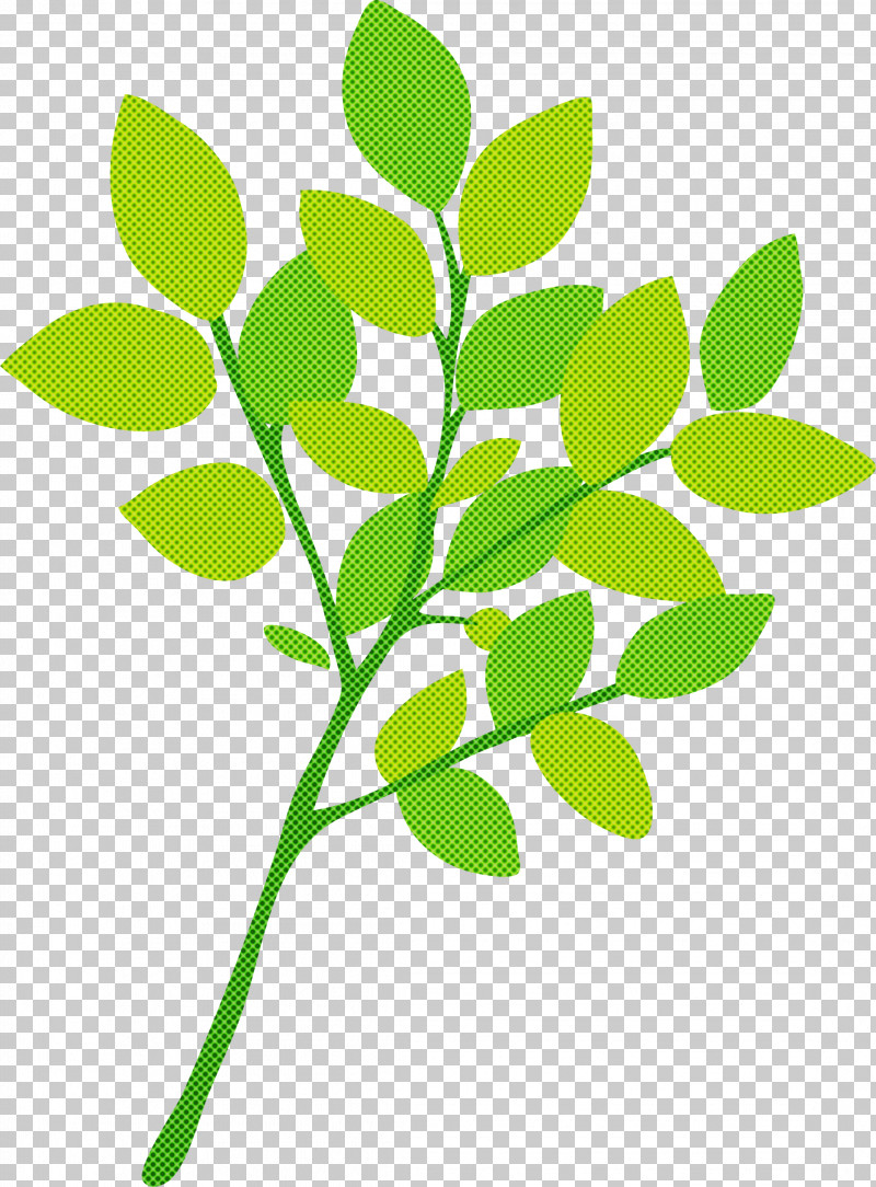 Branch Leaf Plant Stem Twig Oak PNG, Clipart, Branch, Leaf, Logo, Oak, Patriarchi Verdi Free PNG Download