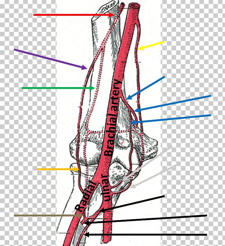 Brachial Artery Human Anatomy Brachialis Muscle PNG, Clipart, Anatomy, Angle, Area, Arm, Artery Free PNG Download