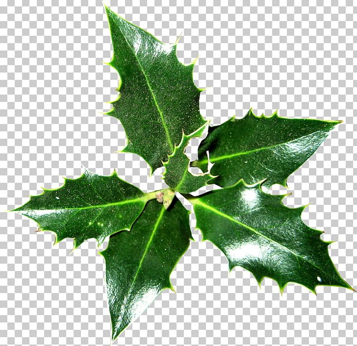 Common Holly Ilex Crenata Christmas Plant Magnolia PNG, Clipart, Aquifoliaceae, Aquifoliales, Christmas, Common Holly, Email Free PNG Download