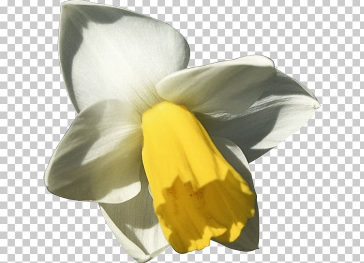 Daffodil Animation Flower PNG, Clipart, Animation, Bulb, Cartoon, Daffodil, Facebook Free PNG Download