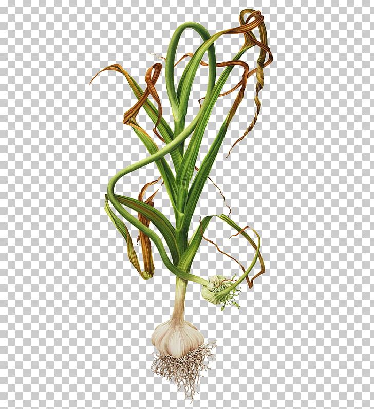 Garlic Botanical Illustration Botany Onion PNG, Clipart, Allium, Art, Botanical Illustration, Botany, Chives Free PNG Download