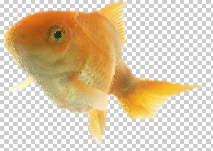 Goldfish Feeder Fish Bony Fishes PNG, Clipart, Bony Fish, Bony Fishes, Capsicum Annuum, Cartoon, Decoration Free PNG Download