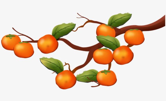 Painted Persimmon Tree PNG, Clipart, Food, Orange, Painted Clipart, Painting, Persimmon Free PNG Download