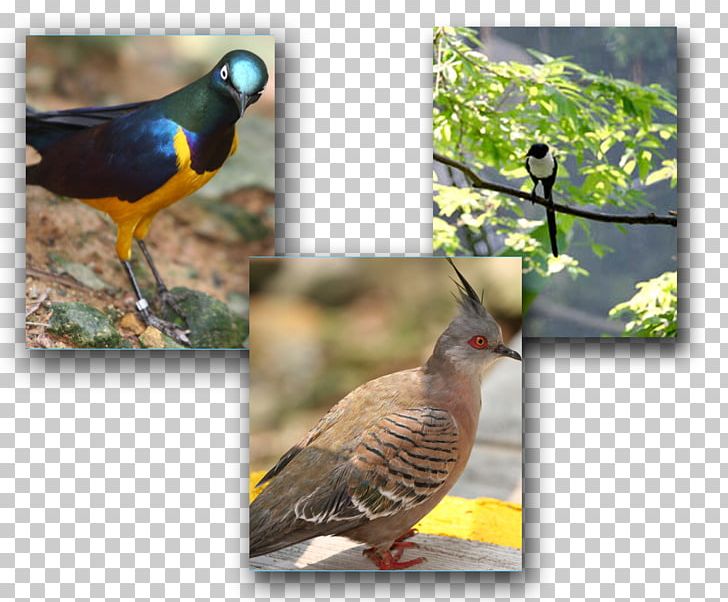 Beak Galliformes Fauna Wildlife Cuckoos PNG, Clipart, Beak, Bird, Cuckoos, Cuculiformes, Fauna Free PNG Download