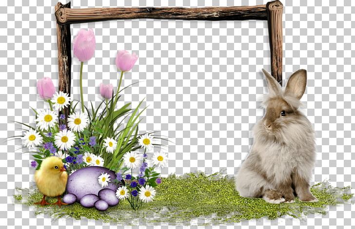 Domestic Rabbit Easter Hare PNG, Clipart, Domestic Rabbit, Easter, Easter Frame, Flower, Hare Free PNG Download