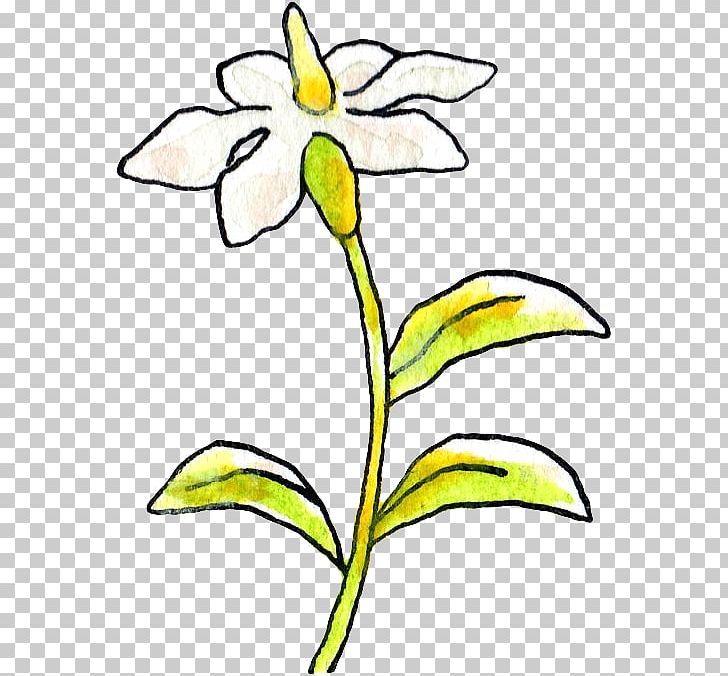 Floral Design Cape Jasmine Cut Flowers Petal PNG, Clipart, Art, Artwork, Black And White, Cape Jasmine, Cut Flowers Free PNG Download
