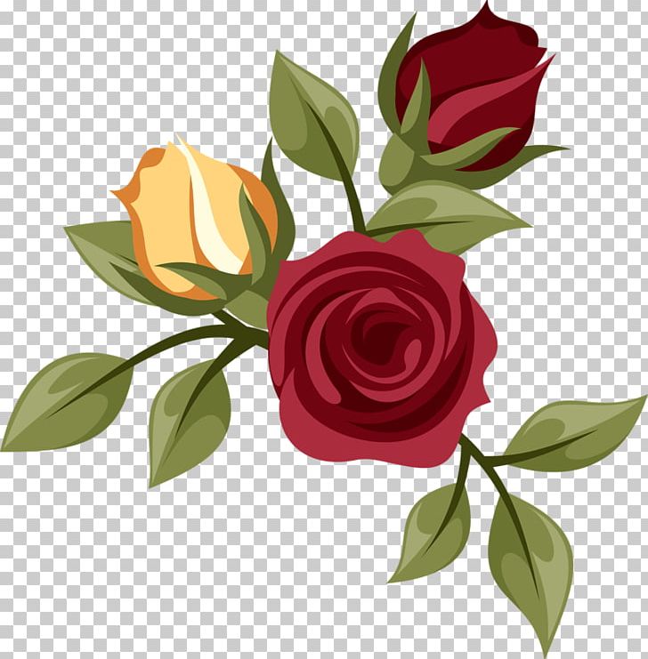 Garden Roses Centifolia Roses Drawing PNG, Clipart, Centifolia Roses, Cut Flowers, Drawing, Floral Design, Floris Free PNG Download