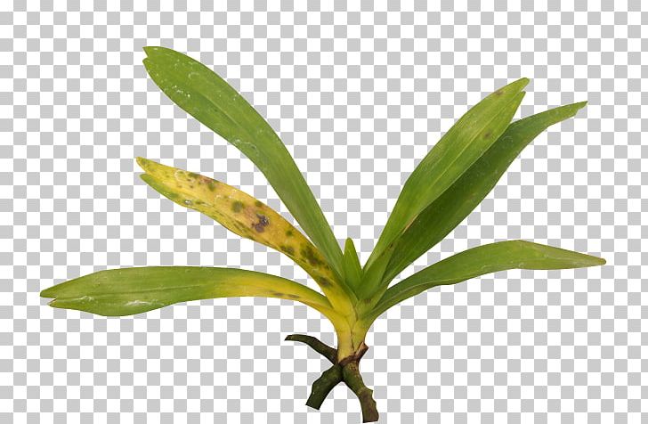 Leaf Singapore Orchid Cattleya Orchids Moth Orchids Boat Orchid PNG, Clipart, Boat, Boat Orchid, Branch, Cattleya, Cattleya Orchids Free PNG Download