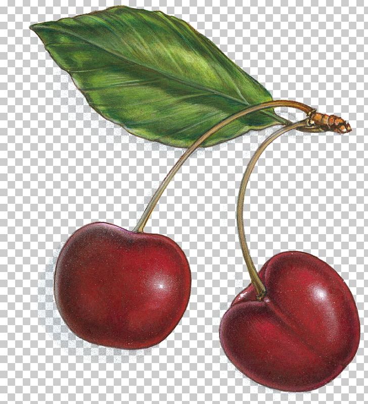 Sour Cherry Fruit Cherry Hill Dentistry Sweet Cherry PNG, Clipart, Barbados Cherry, Berry, Cherry, Cherry Cherry, Cherry Fruit Free PNG Download
