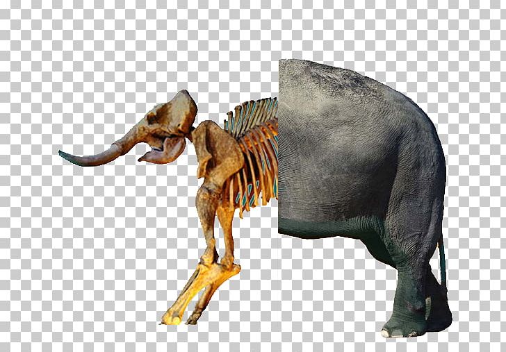 African Bush Elephant Mammoth Fossil PNG, Clipart, African Elephant, Animals, Archeology, Baby Elephant, Cute Elephant Free PNG Download