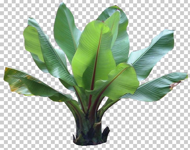 Barringtonia Asiatica Plant Tropics PNG, Clipart, Arecaceae, Banana, Barringtonia, Barringtonia Asiatica, Ensete Free PNG Download