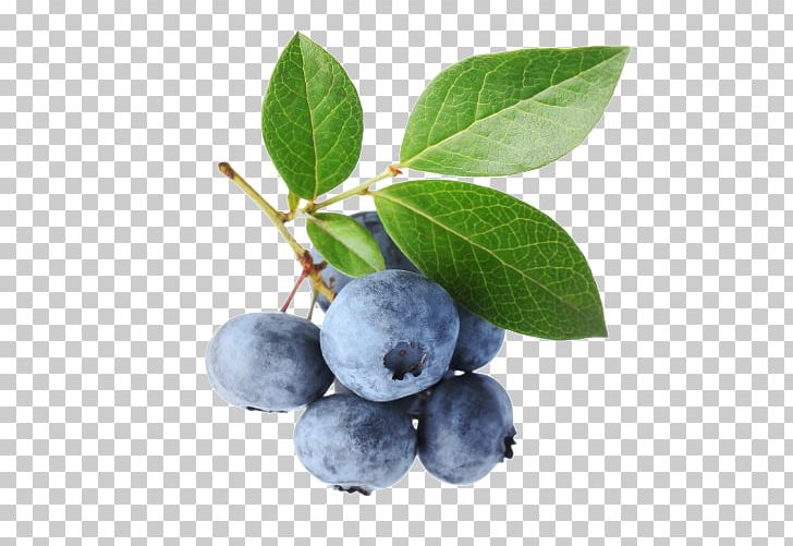 Highbush Blueberry Bilberry Leaf PNG, Clipart, Antioxidant, Aristotelia Chilensis, Berry, Bilberry, Blueberry Free PNG Download