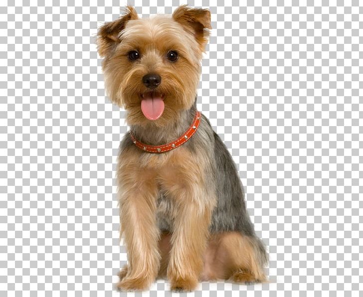 Pet Sitting Dog Grooming Cat PNG, Clipart, Animals, Carnivoran, Companion Dog, Dog Breed, Dog Food Free PNG Download