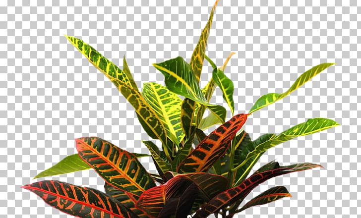 psd tropical plants