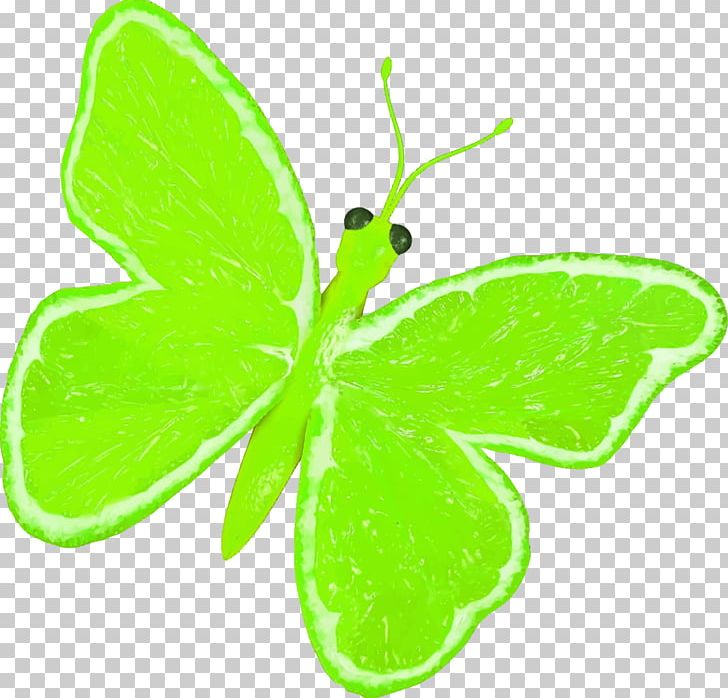 Butterfly Lemonade Papilio Demoleus Fruit PNG, Clipart, Brush Footed Butterfly, Butterfly, Citrus, Fruit, Fruit Nut Free PNG Download