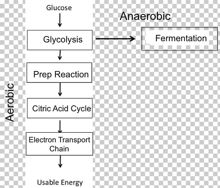 Cellular Respiration Anaerobic Respiration Anaerobic Organism Electron Transport Chain PNG, Clipart,  Free PNG Download